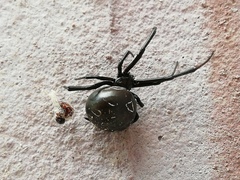Latrodectus tredecimguttatus