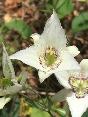 Calochortus lyallii