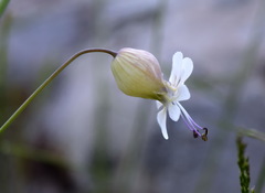 Silene crispata