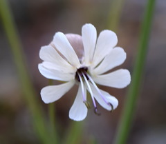 Silene crispata