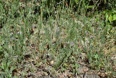Vicia lentoides