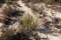 Grevillea pterosperma