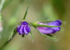Vicia lentoides