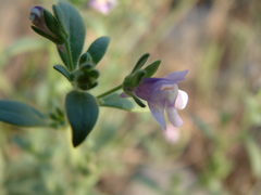 Chaenorhinum litorale