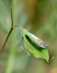 Vicia lentoides