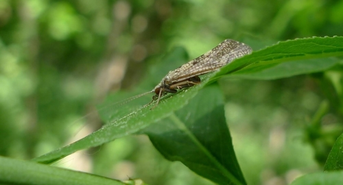 Hydropsyche instabilis