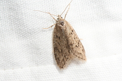 Semioscopis megamicrella