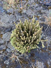 Phlegmariurus crassus