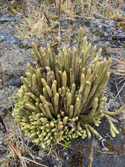 Phlegmariurus crassus