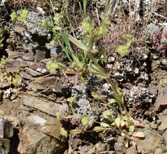 Valerianella turgida