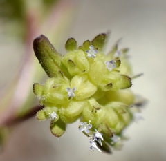 Valerianella turgida