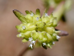 Valerianella turgida