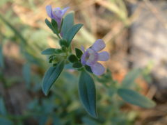 Chaenorhinum litorale