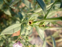 Chaenorhinum litorale
