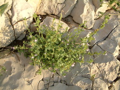 Chaenorhinum litorale