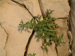 Chaenorhinum litorale