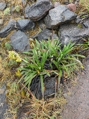 Senecio comosus culcitioides