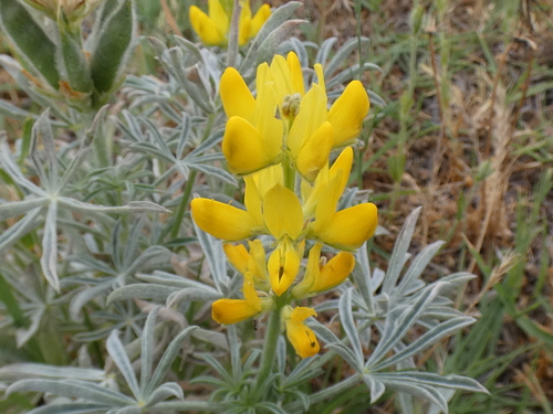 European yellow lupine