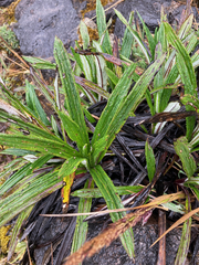 Senecio comosus culcitioides
