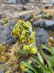 Senecio comosus culcitioides
