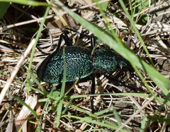 Carabus scabrosus tauricus