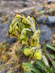 Senecio comosus culcitioides