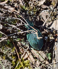 Carabus scabrosus tauricus