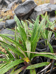 Senecio comosus culcitioides