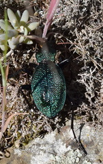 Carabus scabrosus tauricus