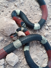 Micrurus pyrrhocryptus