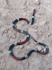 Micrurus pyrrhocryptus