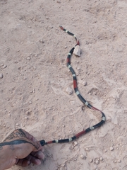 Micrurus pyrrhocryptus