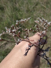 Goniolimon tataricum