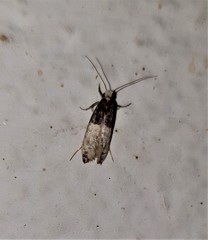 Trichophaga tapetzella