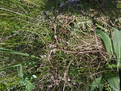 Goniolimon tataricum