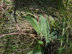 Goniolimon tataricum