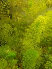 Ceratophyllum submersum