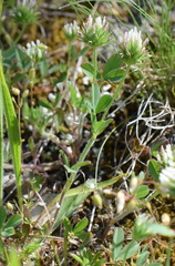 Trifolium leucanthum