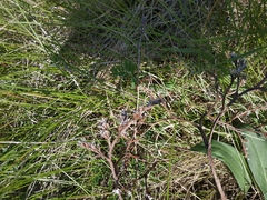 Goniolimon tataricum