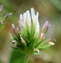 Trifolium leucanthum
