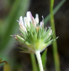 Trifolium leucanthum
