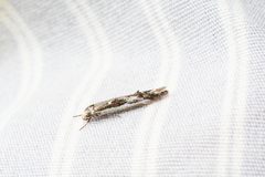 Blastodacna