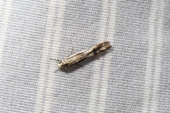 Blastodacna
