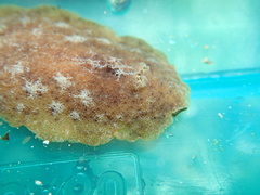 Geitodoris planata