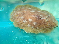 Geitodoris planata