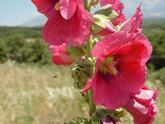 Alcea setosa