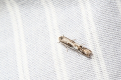 Blastodacna
