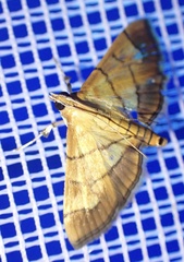 Orphanostigma