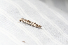 Blastodacna