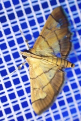 Orphanostigma